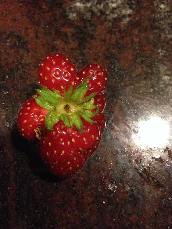 Mutant berry (top view)
