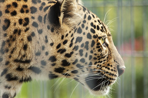 beautiful animal animals burlington cat nc spots leopard bigcat spotted savannah conservatorscenter canoneos50d 70300mmf4f56 wildliferescuefacility