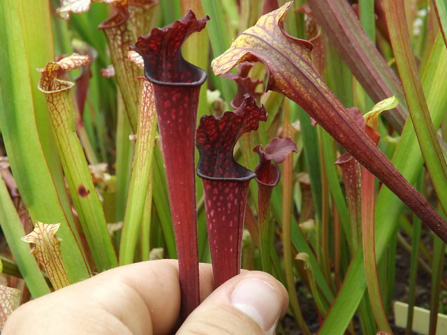 Les sarracenia hybride seedling  14677475954_2b67e1d89a_z