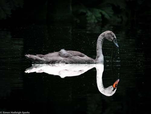 abstract reflection water beauty birds contrast river distorted outdoor surreal symmetry swans conceptual middlesex isleworth syon syonpark syonhouse syonhousepark simonandhiscamera