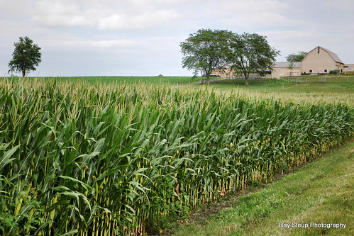 corn crops august2014 roanokeindianaindiana