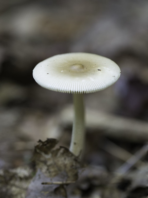 mushroom24