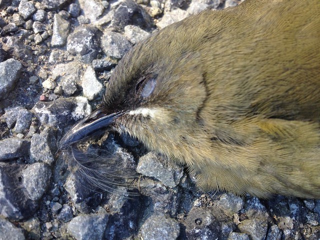 roadkill female bellbird