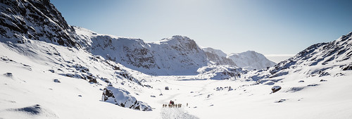 greenland sisimiut dog dogsled sled sleddog snow white gl wide landscape animal cold ride mountain small perspective