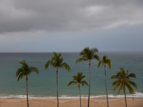 Coconut palms after the storm in Puerto Vallarta