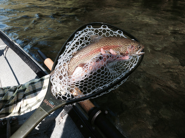 mckenzie river trout