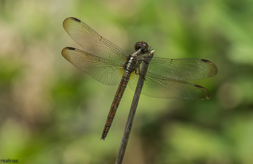 dragonflies a77 odonates