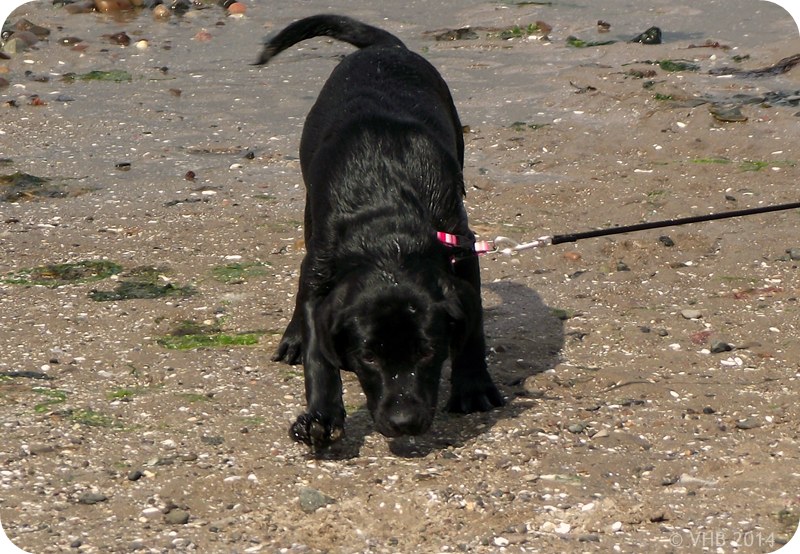 black lab labrador puppy on the beach
