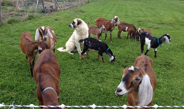 Angus with his goats