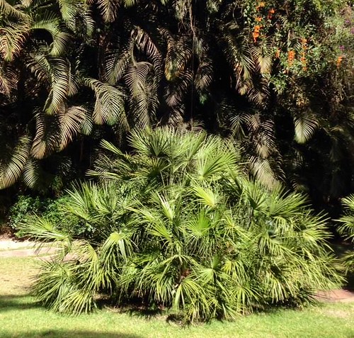 palmeira de Inhotim