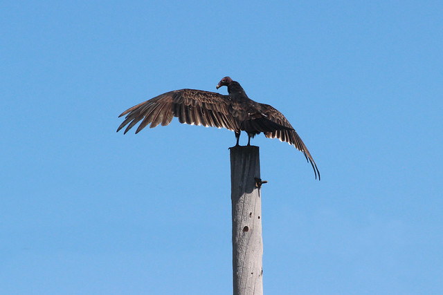Turkey Vulture (4)