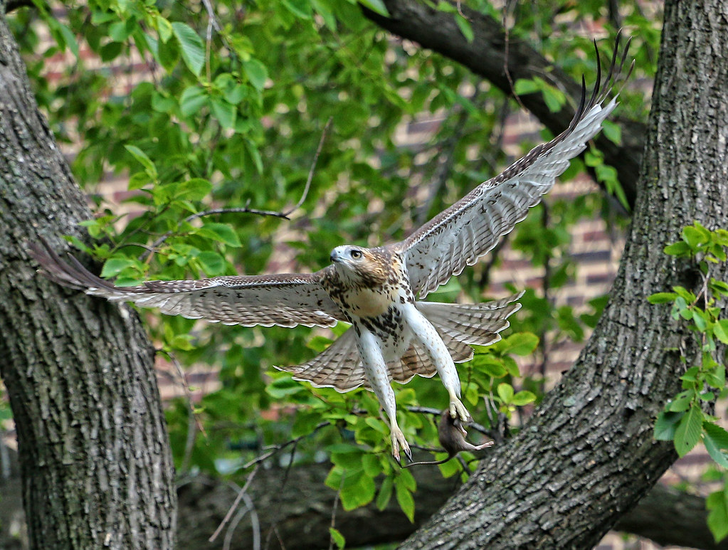 Juvenile red tail with mouse