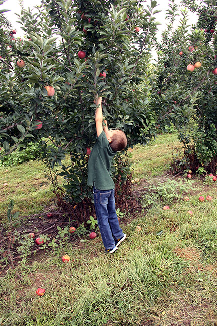 Nat-picking-apple