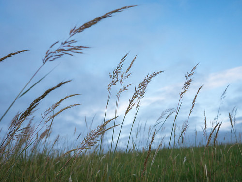 green field grass yahoo midwest cloudy kansas prairie plain grassyfield