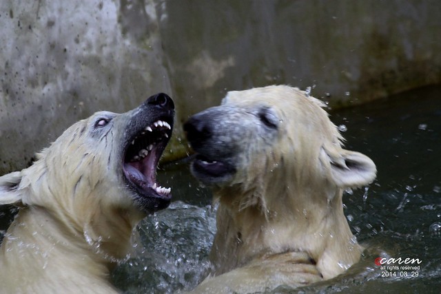 Eisbärenzwillinge Nela&Nobby 2014_08_29 500
