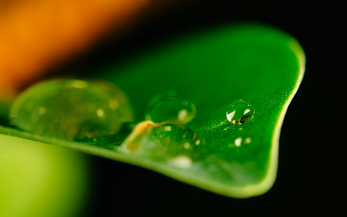 macro closeup bubble water leaf plant olympusomdem5 olympusmscedm60mmf28 depthoffield dof microfourthirds johnwestrock