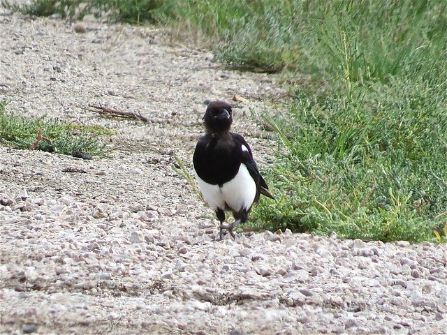 Black-billed Magpie by Ray Lake Marsh in Fremont County, Wyoming 16