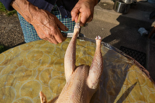 Culled chicken being prepared