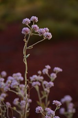 Pilbara Flora