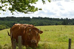 Limousin cows - Photo of Montembœuf