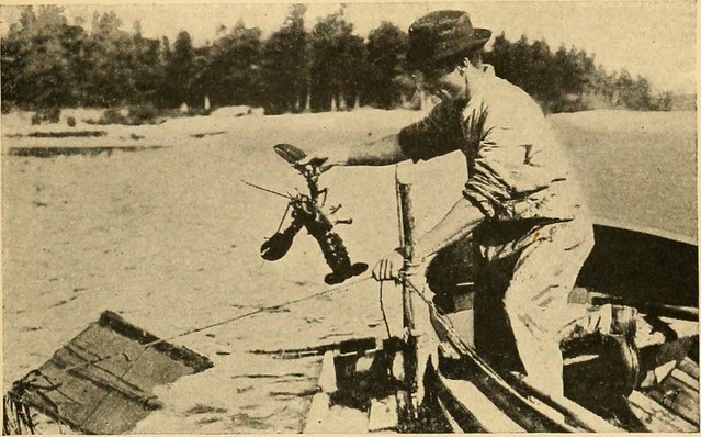 Image from page 368 of "New England; a human interest geographical reader" (1917)