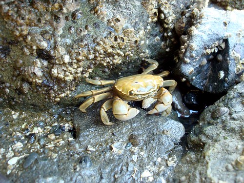 Yellow Shore Crab