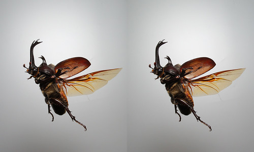 Trypoxylus dichotomus, stereo parallel view