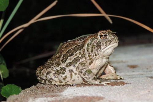 Great Plains Toad (Bufo - or Anaxyrus - cognatus)