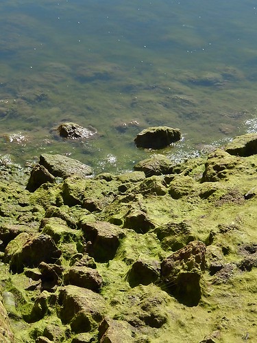 rocks shore algae moos portwakefield