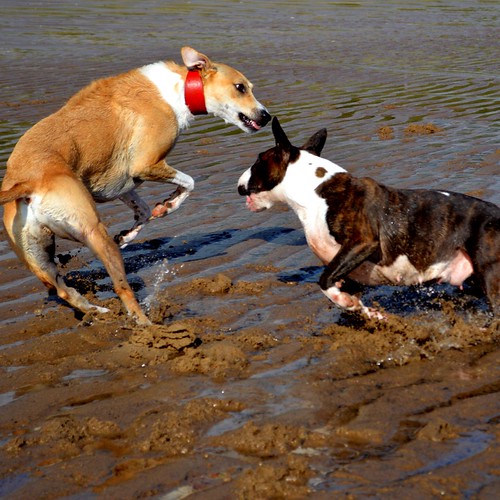 Lurcher. Bull Terrier. Dogs. Beach.