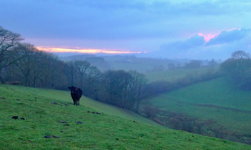 light sky clouds rural evening countryside cow view purple cows wildlife scene lone ruralengland
