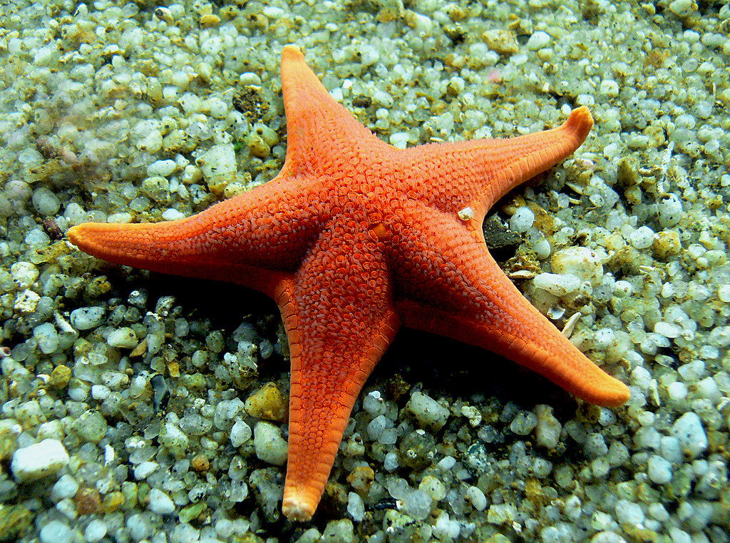 Star Fish.