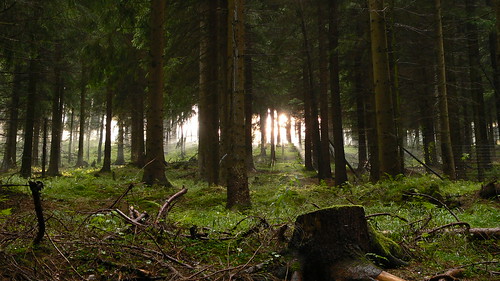 wood light forest erzgebirge oremountains krušnéhory waldlicht
