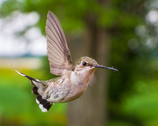Hummingbird, Female, Flying, Bird, 