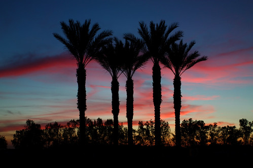 california trees sunset usa color unitedstates palm fresno ooolookit