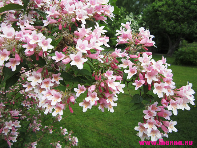 Kolkwitzia #pinkflowermission photos by iHanna