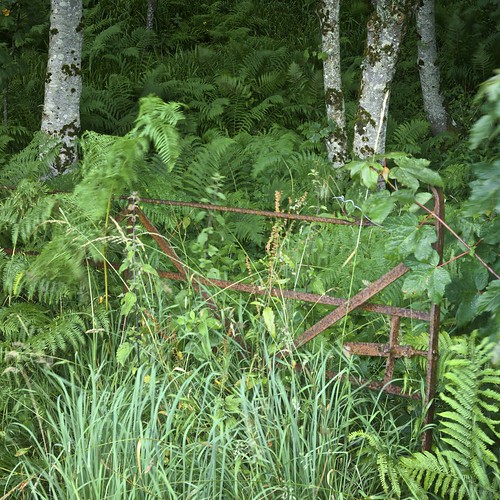 morning fern rain scotland rust gate sony breeze kilberry leica35mmf2summicron nex7 sony0mmf00
