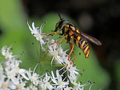 summer flower macro hoverfly vanagram blinkagain