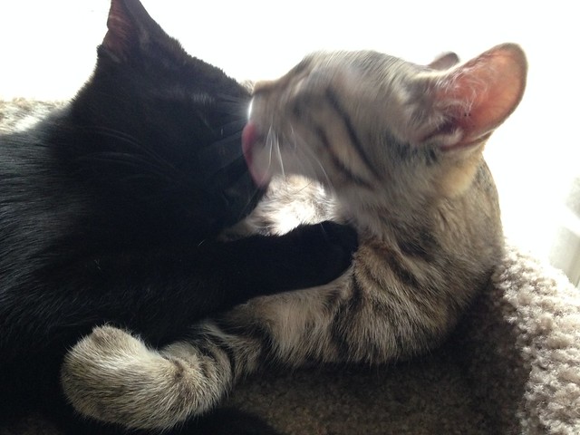 Stella kissing Oberon