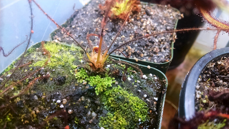 Drosera filiformis Florida Red dying back for some reason.