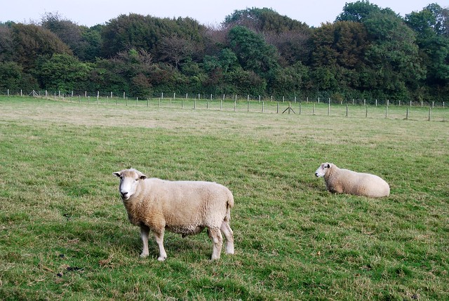 Rams in a field