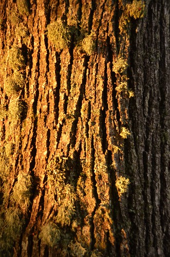 park light shadow tree moss national bark lithuania palūšė aukštaitija nikond5100