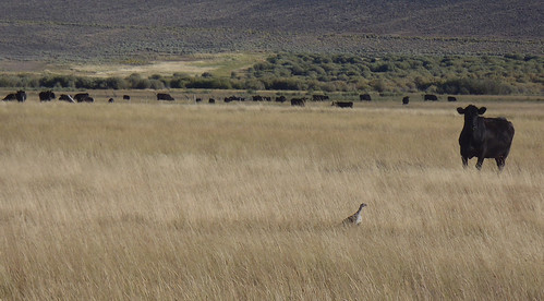 A lone sage grouse shares the scene with cattle on the Big Creek Ranch (Rosana Rieth photo)