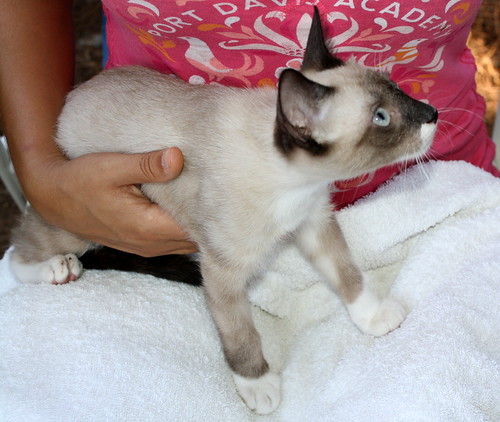 Theo, gatito cruce siamés ronroneador y guapo, nacido en Junio´14, en adopción. Valencia. ADOPTADO. 15050423768_8c09d3f861