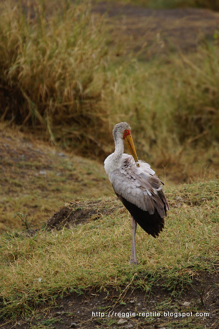 黃嘴鸛，Yellow-billed stork