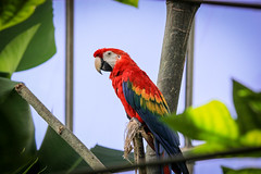 Parrot, Paris Zoo