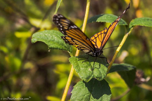 unitedstates pennsylvania greenecounty monarchbutterfly windridge dukelake ryersonstatepark