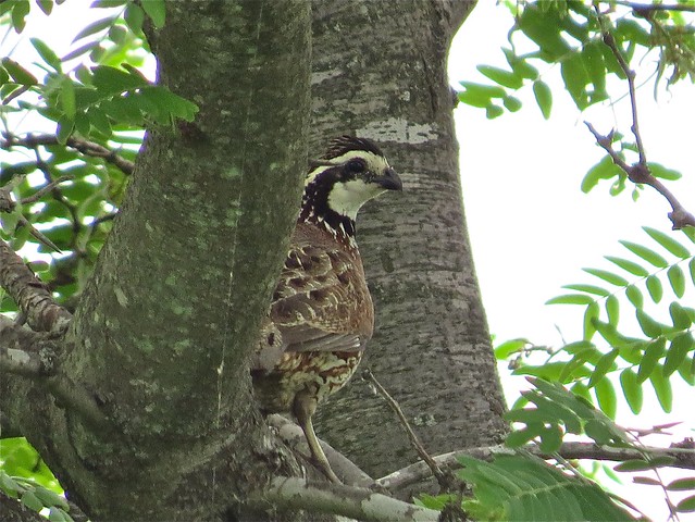 Northern Bobwhite along Prairie Road at Emiquon National Wildlife Refuge in Fulton County, IL 01