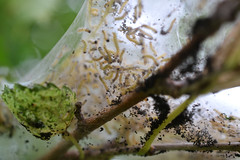 Fall Webworms (Hyphantria cunea)