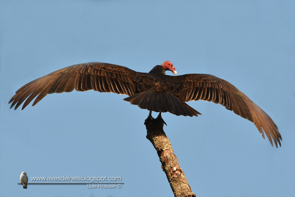 Jote cabeza colorada (Turkey Vulture) Cathartes aura
